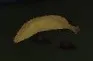 House 2 yellow banana item scavenged from the outdoor backyard garbage can